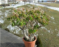 1d2c7c9c-IMG_3762.JPG