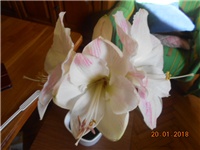 1dfb9584-DSCN2609.JPG