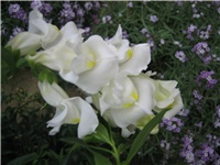 1dfebabb-IMG_4275.jpg