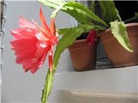 1e15b5de-Epiphyllum2.JPG