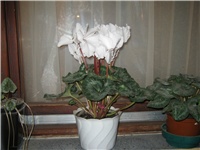 1e95b575-IMG_0533.jpg
