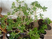 1fde83d1-P1050330.JPG