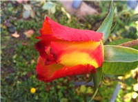 200f8649-IMG_3146.JPG