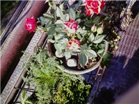 21249d50-P13-11-09_12.27.jpg