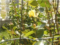 212bf5a1-P5030603.JPG