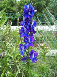 21ae6935-101_2132.jpg