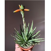 231db6e2-aloe-humilis-x-pratensis.jpeg