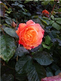 231f3025-003.jpg