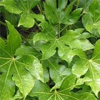 237e05bd-fatsia_japonica.jpg