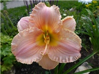 24676ade-P1000290.JPG