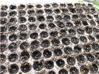 246ff3b9-DSCI0091.JPG
