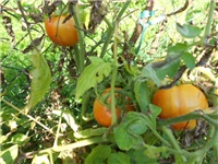 25127161-DSCN1230.JPG