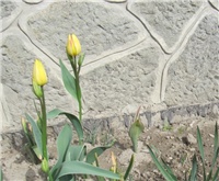 25b7ce50-tulipp.jpg