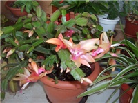 2742ddaa-S5000812.JPG