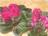 2761f8b7-144.JPG