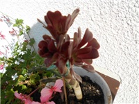 27d579ce-DSCN1353.JPG