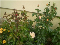 27ebdb15-P1010007.JPG