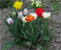 2834b5a8-sshot-2013-05-04-00-49-50.png