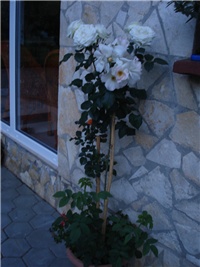 288ac163-DSC07998.JPG