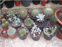 295eae26-P7100016.JPG