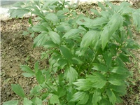 29736c9f-DSCI0146.JPG