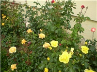 29939883-P1010008.JPG