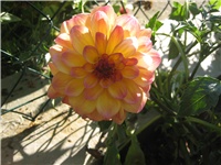 2a4d5ff8-IMG_5441.jpg