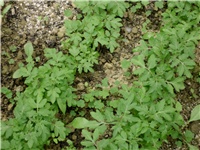 2bb0ceff-DSCI0208.JPG
