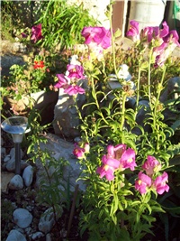 2c42d274-101_2277.jpg