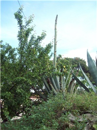 2cfec0ea-101_2109.jpg