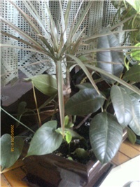 2d8c8e66-PTDC0092.JPG