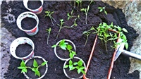 2dc91de8-paprika.jpg