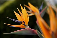 2dc9ce2a-strelitzia_reginae1.jpg