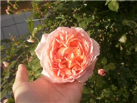 2df09c12-P8020097.JPG