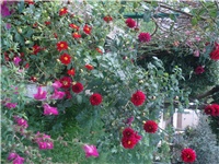 2e5b392d-004.JPG
