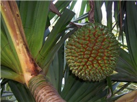 2f5432e8-Pandanus_utilis_fruit.JPG