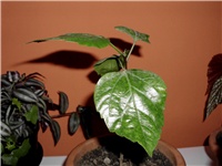 30dd4cca-DSCI0892.JPG