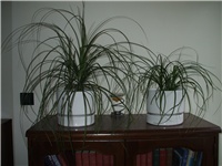 3225aa42-DSCF0456.JPG