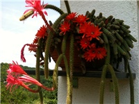 32634036-IMG_3029.JPG