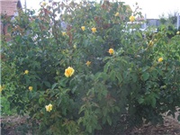 333ee8ed-CIMG0101.JPG