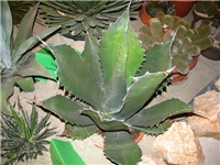 33647c42-IMG_2701.jpg