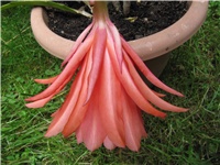 33f88434-Epiphyllum1.JPG