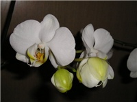 3463a5d8-bijelazum.jpg
