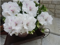 34b1bbf9-P6240062.JPG