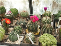 353bebf6-P1010261.jpg