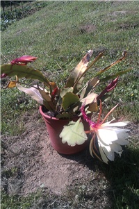 3655aa06-IMAG0165.jpg