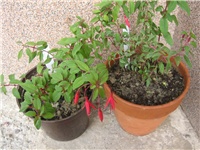 368c7316-IMG_4439.jpg