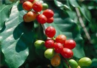 36b91021-coffe.jpg