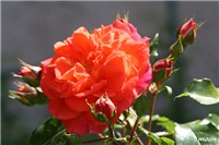 37b6c472-IMG_1437.JPG