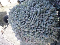 380c97e5-PA100503.JPG